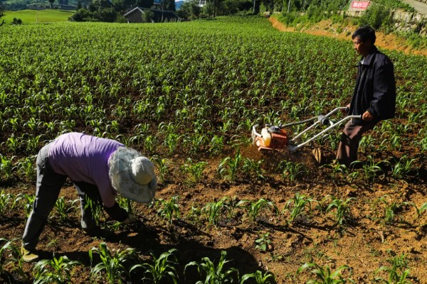 高粱如何施肥，根据品种需肥特性施肥