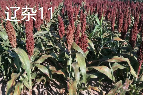 高粱如何施肥，根据品种需肥特性施肥