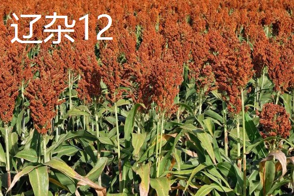 高粱如何施肥，根据品种需肥特性施肥