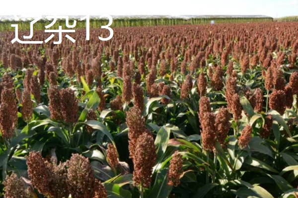 高粱如何施肥，根据品种需肥特性施肥