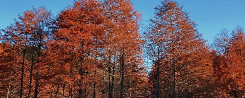 红杉是哪种树，是松科落叶松属树种