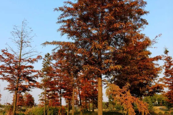 红杉是哪种树，是松科落叶松属树种