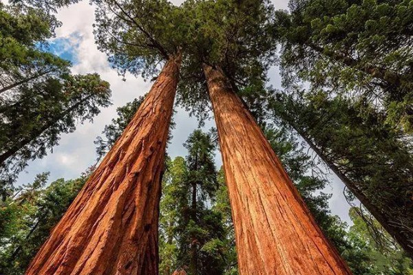 红杉是哪种树，是松科落叶松属树种