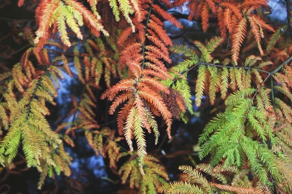 红杉是哪种树，是松科落叶松属树种