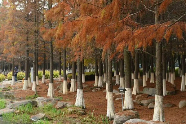 红杉是哪种树，是松科落叶松属树种