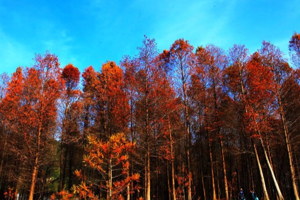 红杉是哪种树，是松科落叶松属树种