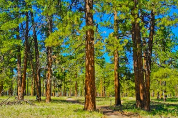 红杉是哪种树，是松科落叶松属树种