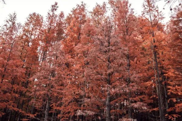 红杉是哪种树，是松科落叶松属树种