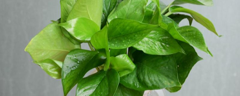 水培花卉选择，有香石竹、文竹、非洲菊等