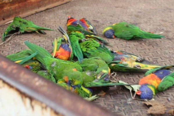 鸟得了鹦鹉热有哪些症状，常表现为呼吸道症状、腹泻等