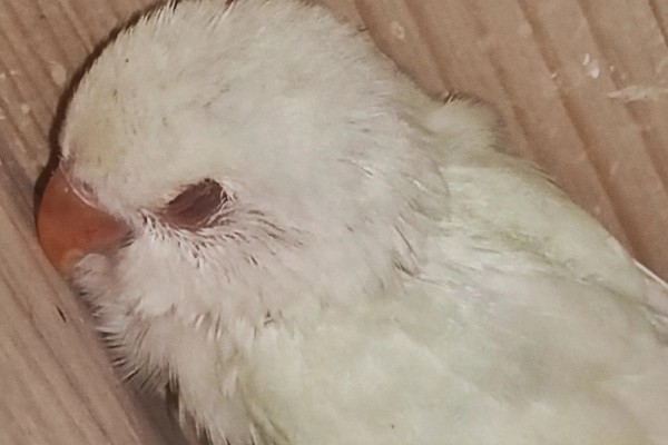 鸟得了鹦鹉热有哪些症状，常表现为呼吸道症状、腹泻等