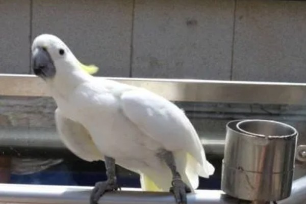 鸟得了鹦鹉热有哪些症状，常表现为呼吸道症状、腹泻等