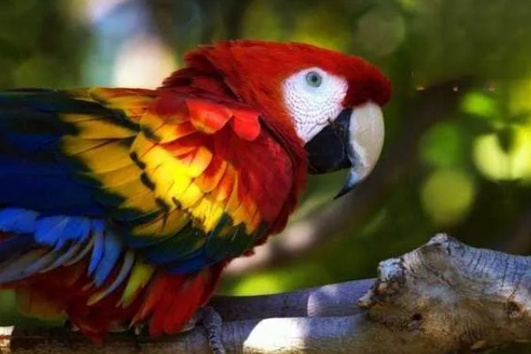 鸟得了鹦鹉热有哪些症状，常表现为呼吸道症状、腹泻等