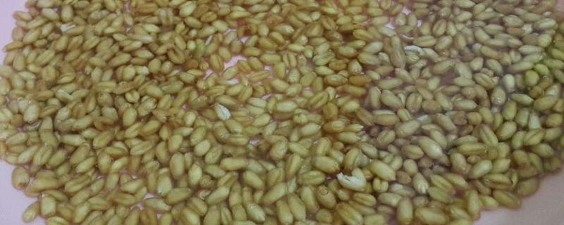 小麦种子泡水作用，可以预防疾病、提高出苗率
