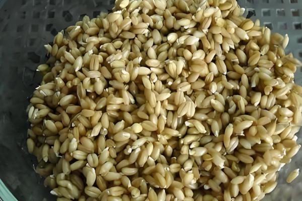 小麦种子泡水作用，可以预防疾病、提高出苗率