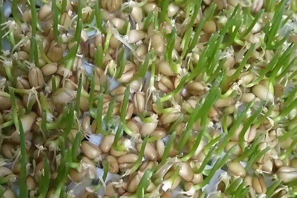 小麦种子泡水作用，可以预防疾病、提高出苗率