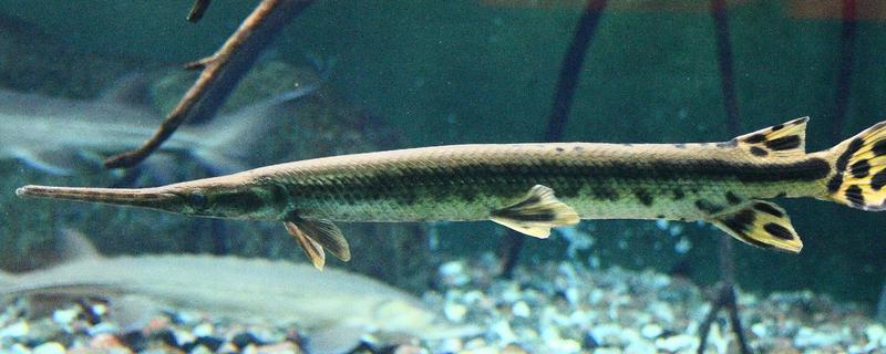 鸭嘴鳄是哪种动物，学名鳄雀鳝