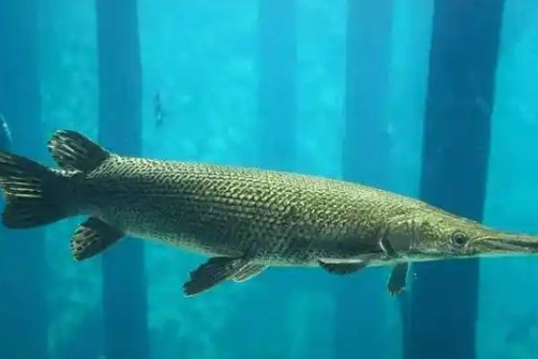 鸭嘴鳄是哪种动物,学名鳄雀鳝