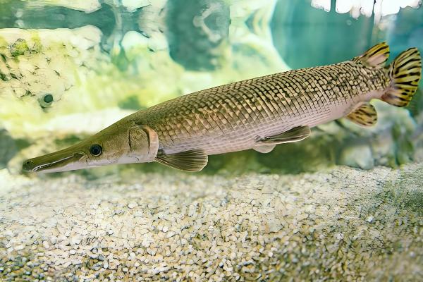 鸭嘴鳄是哪种动物,学名鳄雀鳝