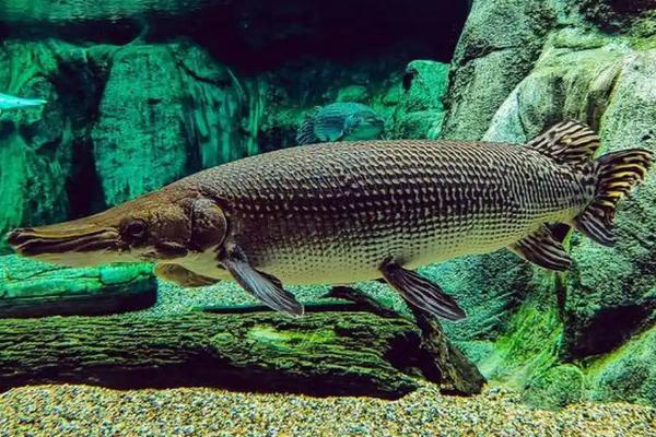 鸭嘴鳄是哪种动物,学名鳄雀鳝