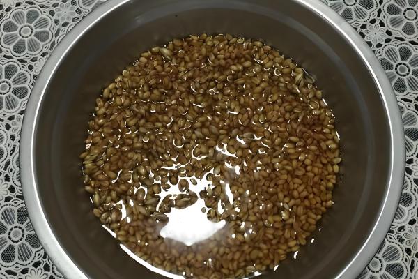 小麦种子泡水作用，可以预防疾病、提高出苗率