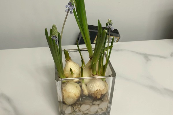 水培花卉选择，有香石竹、文竹、非洲菊等