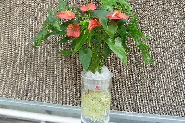 水培花卉选择，有香石竹、文竹、非洲菊等