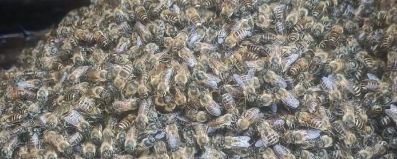 意蜂盗中蜂如何解决，安装防逃片可避免意蜂进入中蜂的蜂箱内