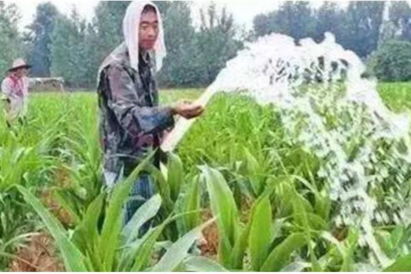 玉米怎么管理,根据种植地的产量水平决定施肥量