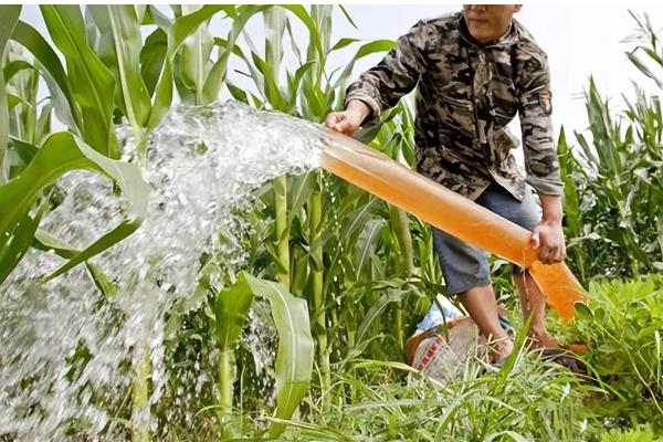 玉米怎么管理,根据种植地的产量水平决定施肥量