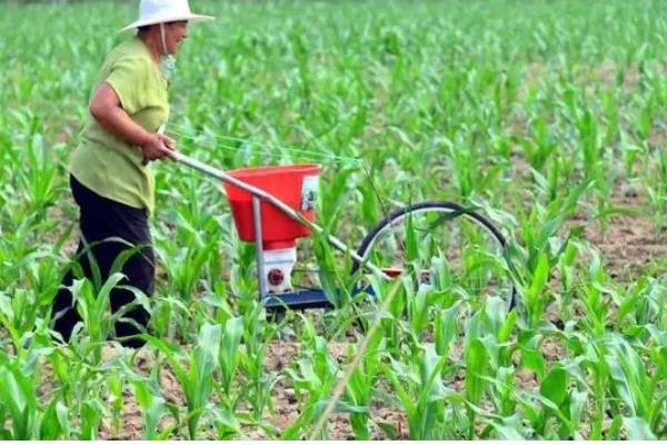 玉米怎么管理,根据种植地的产量水平决定施肥量