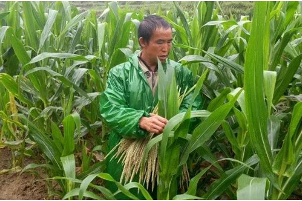 玉米怎么管理,根据种植地的产量水平决定施肥量