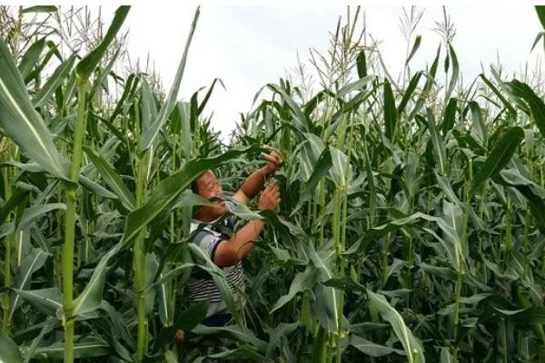 玉米怎么管理,根据种植地的产量水平决定施肥量