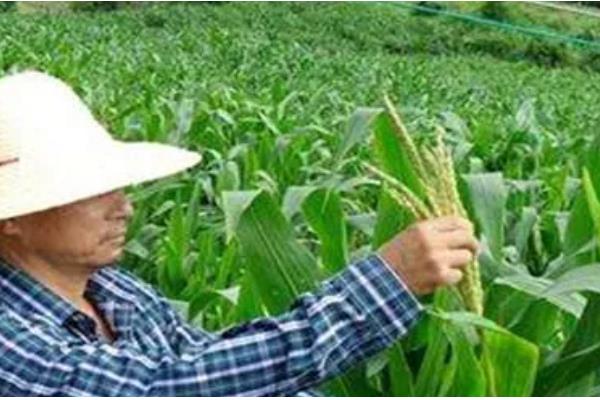 玉米怎么管理,根据种植地的产量水平决定施肥量