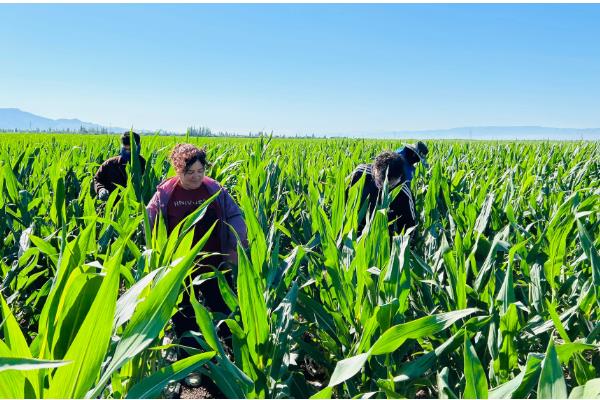 玉米怎么管理,根据种植地的产量水平决定施肥量