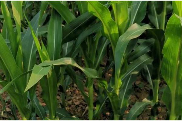 玉米怎么管理,根据种植地的产量水平决定施肥量