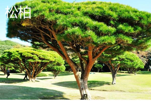 哪些树种耐寒又耐旱，常见沙枣树、松柏等品种