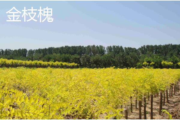 哪些树种耐寒又耐旱，常见沙枣树、松柏等品种