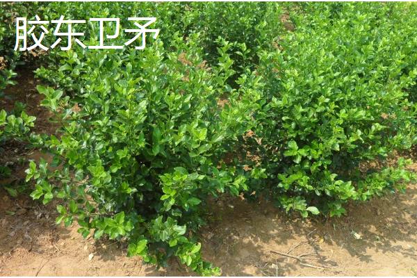 哪些树种耐寒又耐旱，常见沙枣树、松柏等品种