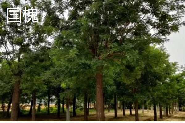 哪些树种耐寒又耐旱，常见沙枣树、松柏等品种