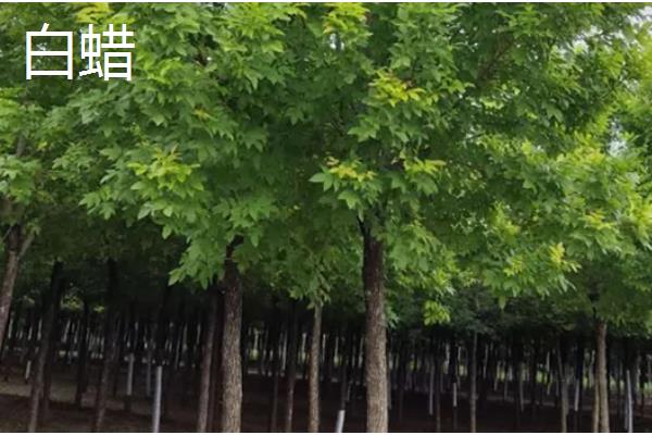 哪些树种耐寒又耐旱，常见沙枣树、松柏等品种