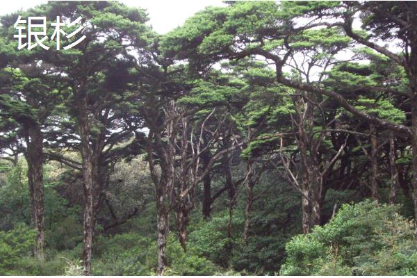 哪些树种耐寒又耐旱，常见沙枣树、松柏等品种