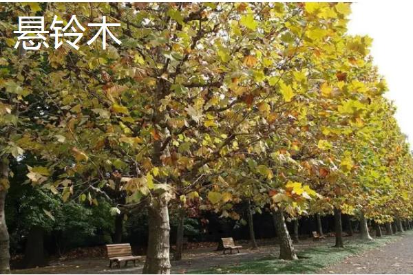 哪些树种耐寒又耐旱，常见沙枣树、松柏等品种