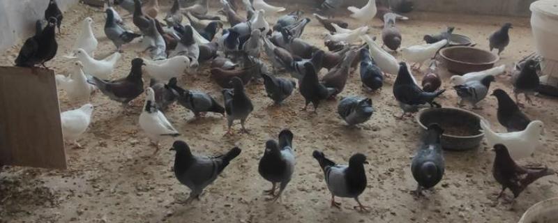 鸽子站着发抖的原因，可能是感染了新城疫病毒