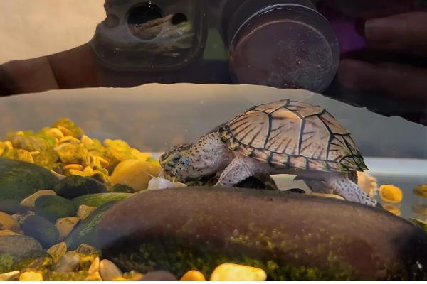 剃刀龟一年产几窝，每年可以产下3-4窝蛋