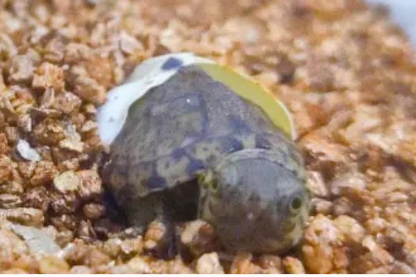 剃刀龟一年产几窝，每年可以产下3-4窝蛋