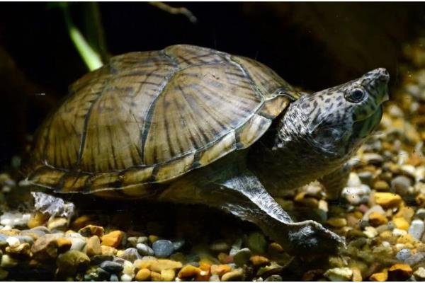 剃刀龟一年产几窝，每年可以产下3-4窝蛋