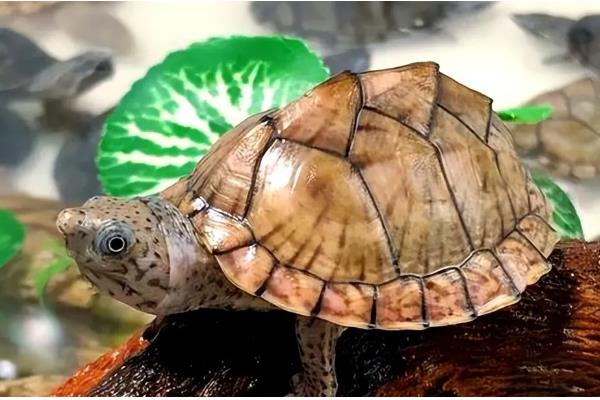 剃刀龟一年产几窝，每年可以产下3-4窝蛋