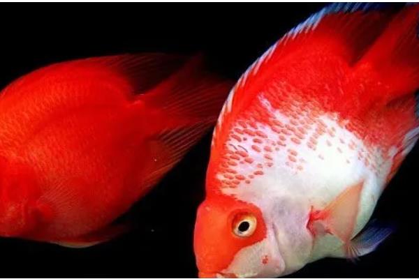 鱼头朝下倒立的解决办法,先将水温保持在稳定的范围