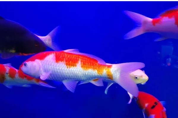 鱼头朝下倒立的解决办法,先将水温保持在稳定的范围